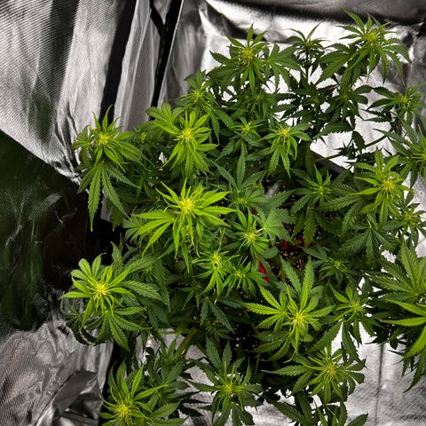 Moby Dick Auto growlog timeline photo