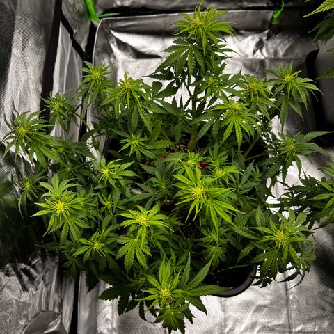 Purple Punch Auto growlog timeline photo