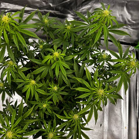 Purple Punch Auto growlog timeline photo