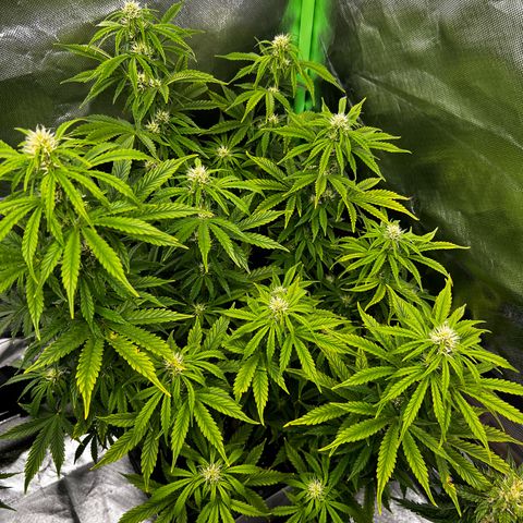 Purple Punch Auto growlog timeline photo