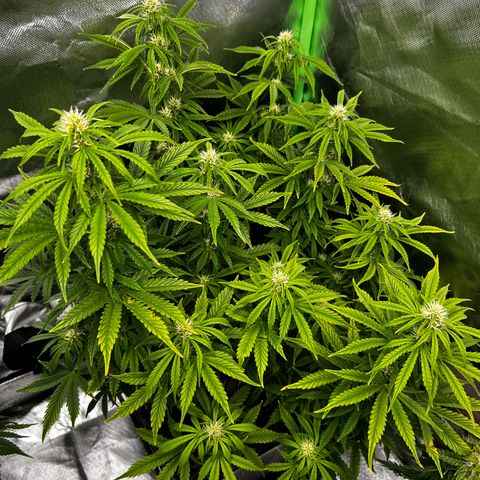 Purple Punch Auto growlog timeline photo