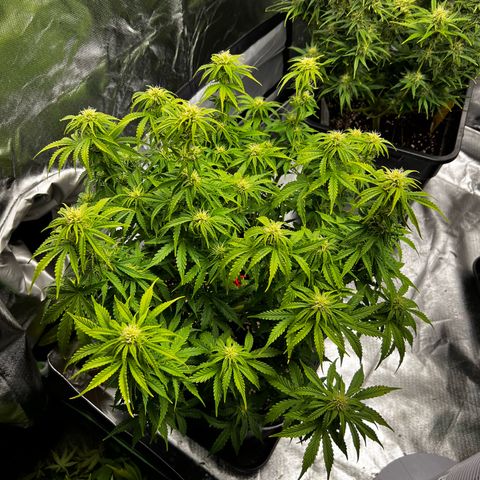 Moby Dick Auto growlog timeline photo