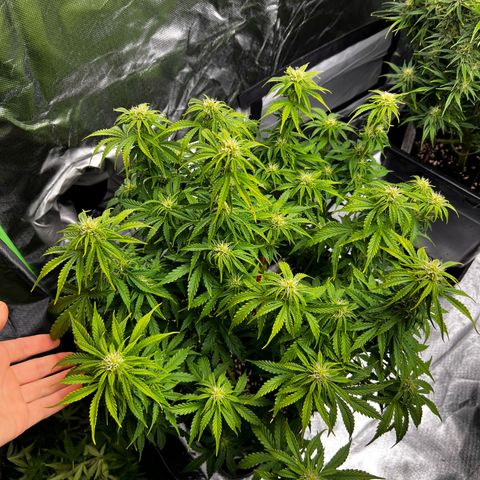 Moby Dick Auto growlog timeline photo