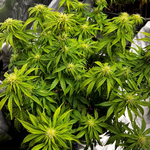 Moby Dick Auto growlog timeline photo