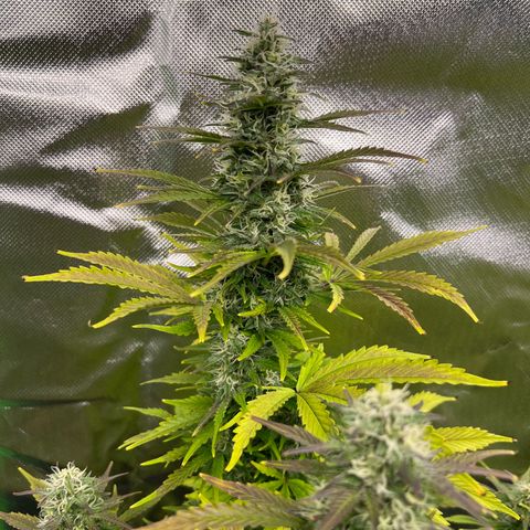 Purple Punch Auto growlog timeline photo