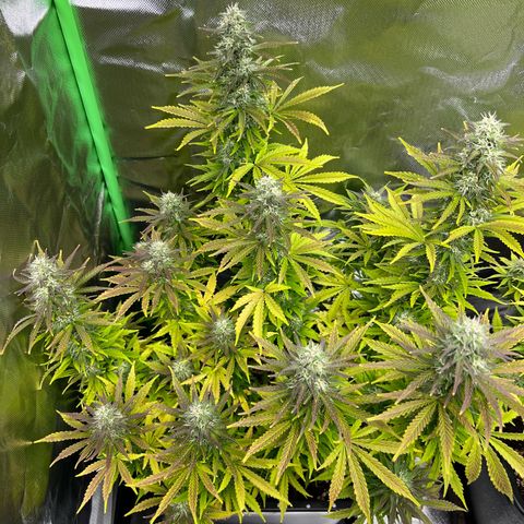Purple Punch Auto growlog timeline photo