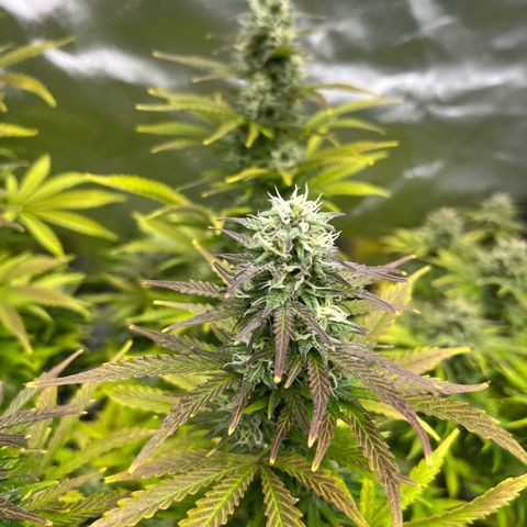 Purple Punch Auto growlog timeline photo