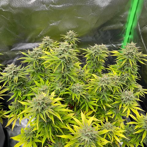 Moby Dick Auto growlog timeline photo