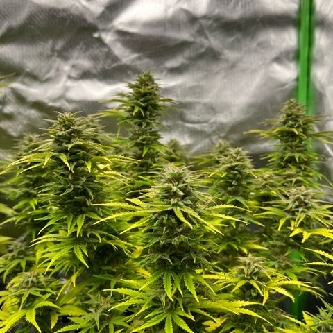 Moby Dick Auto growlog timeline photo