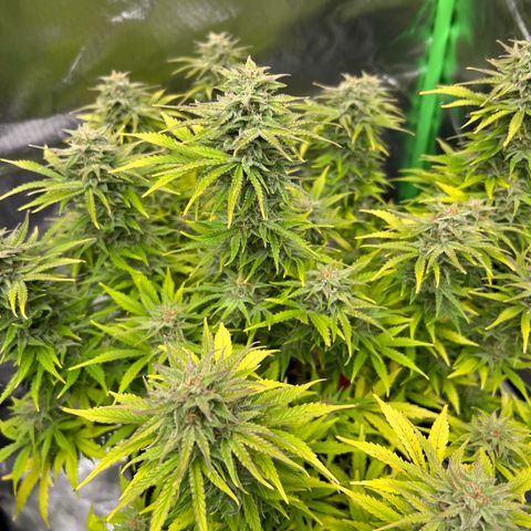 Moby Dick Auto growlog timeline photo