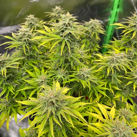 Moby Dick Auto growlog timeline photo