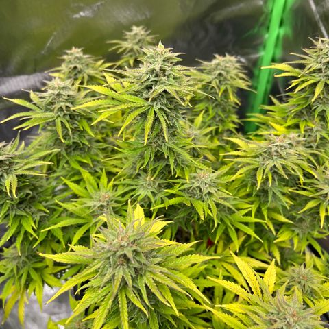 Moby Dick Auto growlog timeline photo