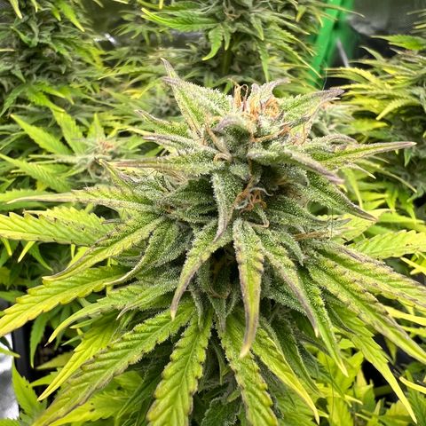 Moby Dick Auto growlog timeline photo