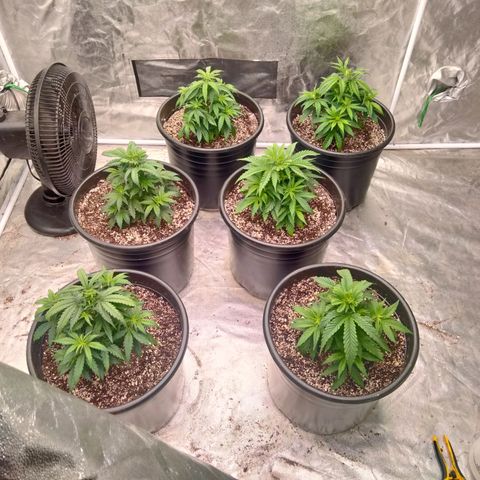 Lemon diesel growlog timeline photo