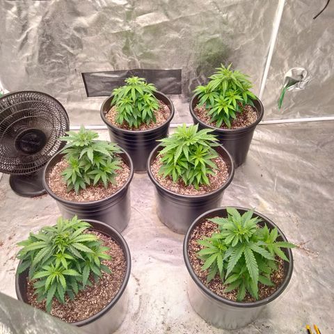 Lemon diesel growlog photo: 2 days after transplant 