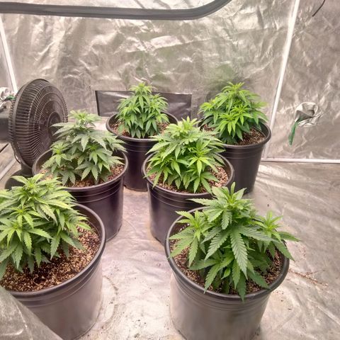 Lemon diesel growlog timeline photo