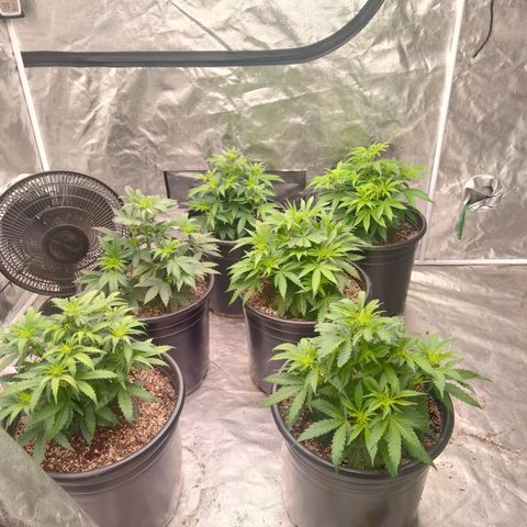 Lemon diesel growlog timeline photo