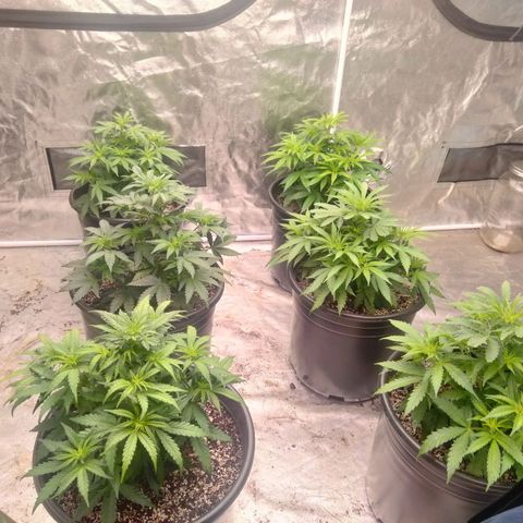 Lemon diesel growlog timeline photo