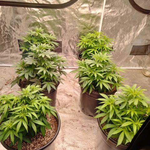 Lemon diesel growlog timeline photo