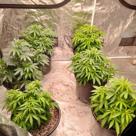 Lemon diesel growlog timeline photo