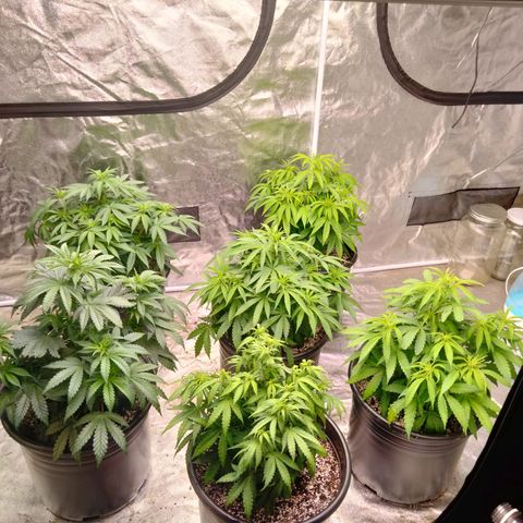 Lemon diesel growlog timeline photo