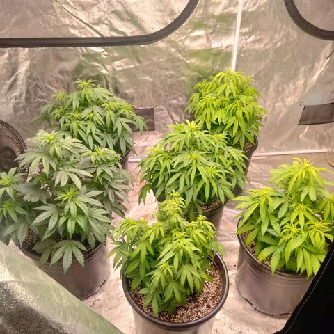 Lemon diesel growlog timeline photo