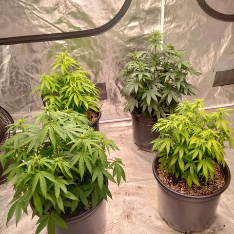 Lemon diesel growlog timeline photo