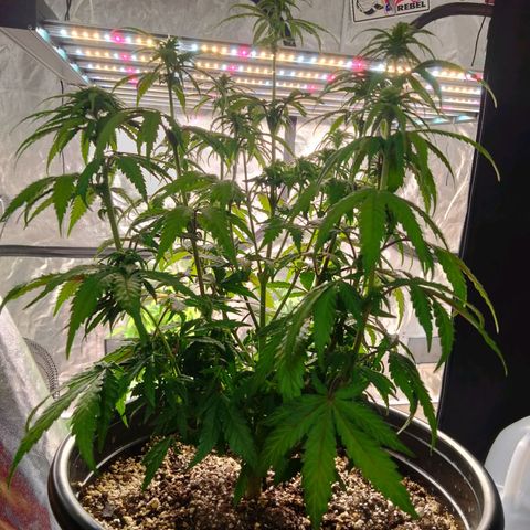 Lemon diesel growlog photo: Lite defoliation to start week 3 flower! 