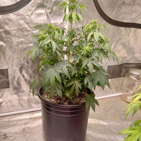 Lemon diesel growlog photo: Lite defoliation to start week 3 flower! 