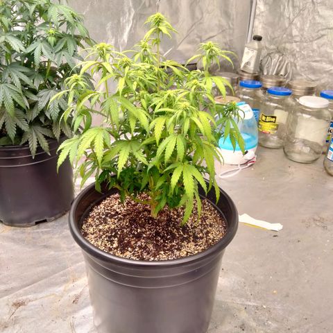 Lemon diesel growlog photo: Lite defoliation to start week 3 flower! 