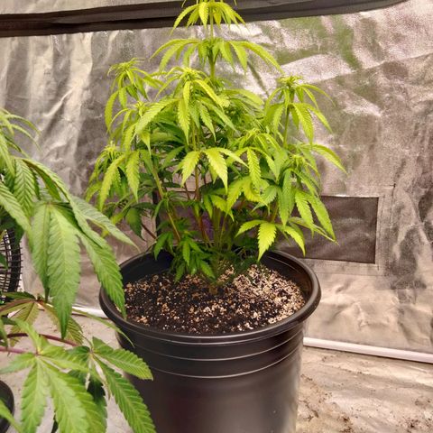 Lemon diesel growlog photo: Lite defoliation to start week 3 flower! 
