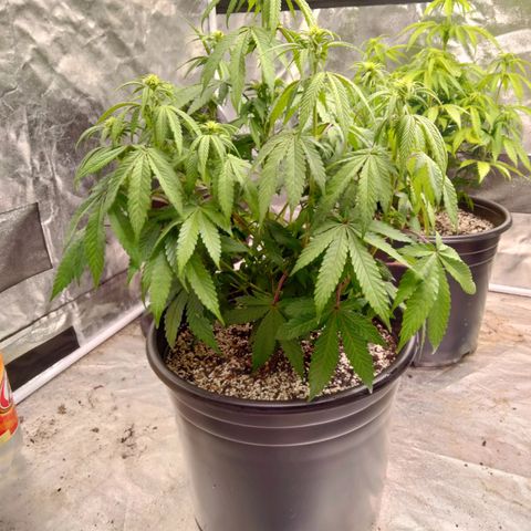 Lemon diesel growlog photo: Lite defoliation to start week 3 flower! 