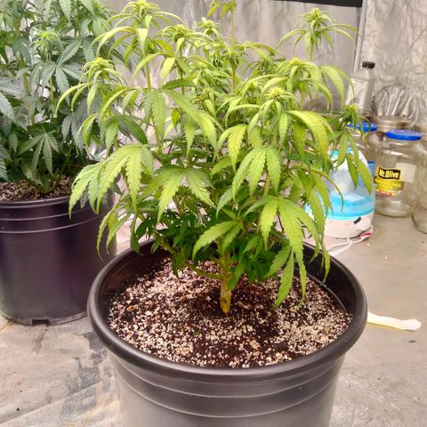 Lemon diesel growlog photo: Lite defoliation to start week 3 flower! 