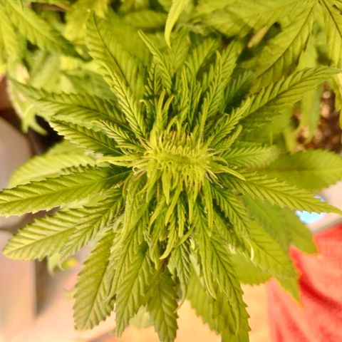 Lemon diesel growlog photo: Lite defoliation to start week 3 flower! 