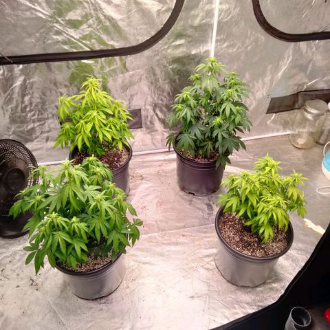 Lemon diesel growlog photo: Lite defoliation to start week 3 flower! 