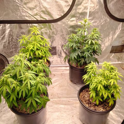 Lemon diesel growlog timeline photo