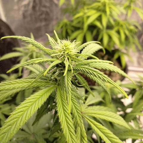 Lemon diesel growlog timeline photo