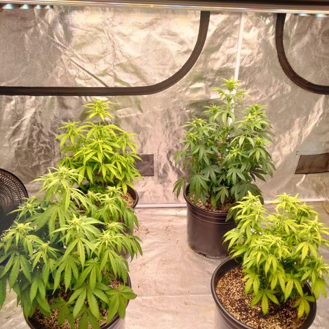 Lemon diesel growlog timeline photo