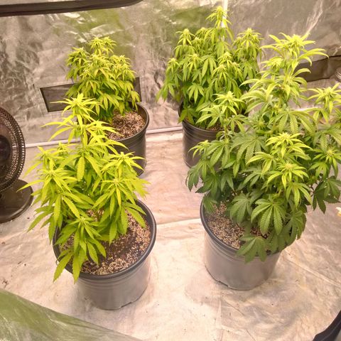 Lemon diesel growlog timeline photo