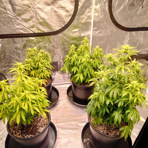Lemon diesel growlog timeline photo