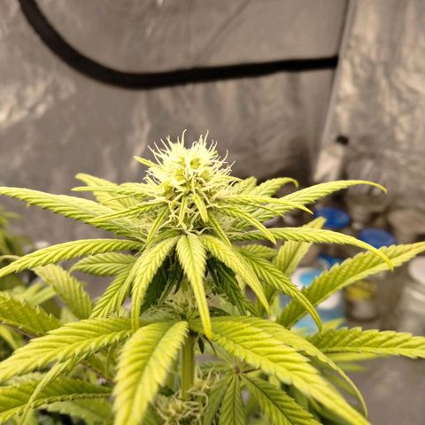 Lemon diesel growlog timeline photo