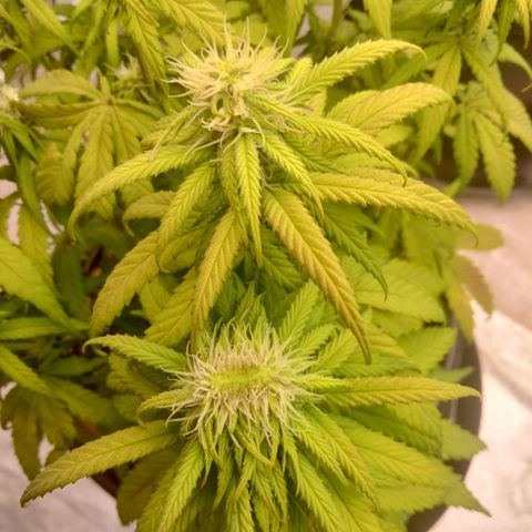 Lemon diesel growlog timeline photo