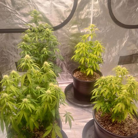 Lemon diesel growlog timeline photo