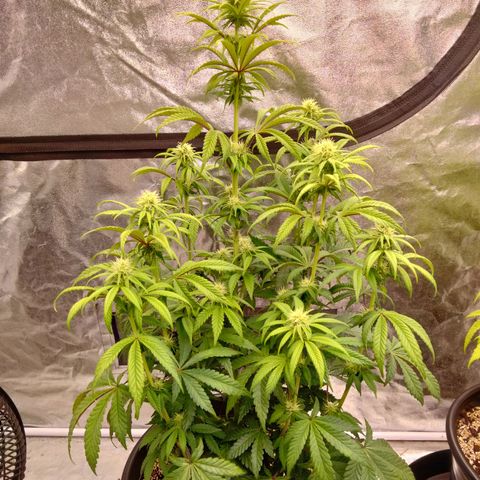 Lemon diesel growlog timeline photo