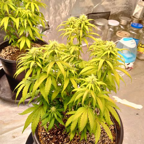 Lemon diesel growlog timeline photo