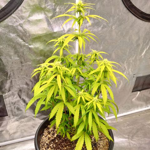 Lemon diesel growlog timeline photo
