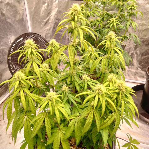 Lemon diesel growlog timeline photo