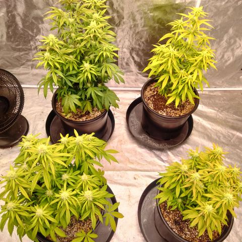 Lemon diesel growlog timeline photo