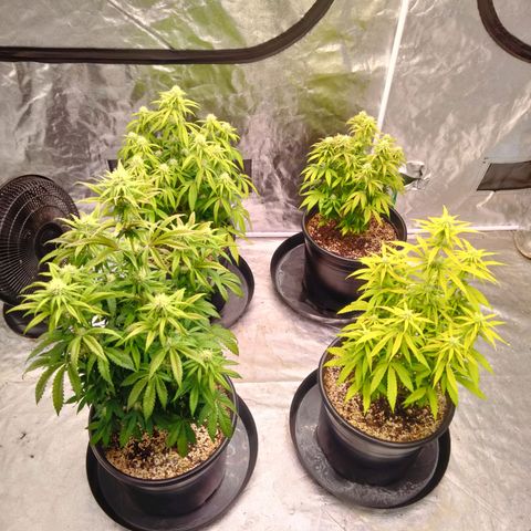 Lemon diesel growlog timeline photo