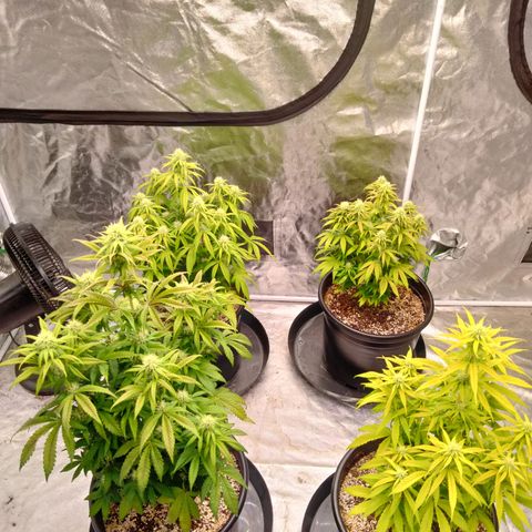 Lemon diesel growlog timeline photo